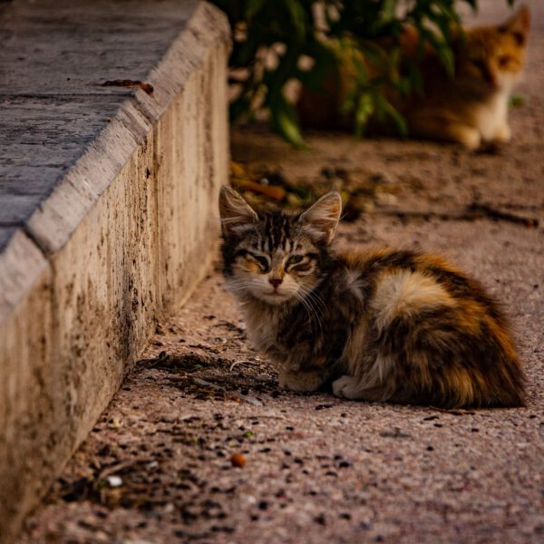 Cats of Maroc