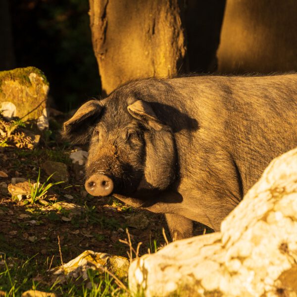 Animals of Spain