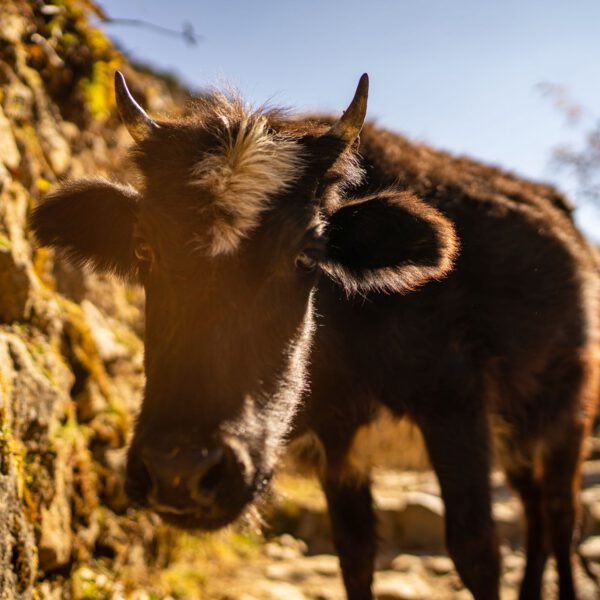 Animals of Nepal